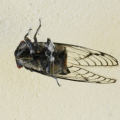 Psaltoda moerens (Redeye cicada) at O'Connor, ACT - 11 Dec 2016 by ibaird