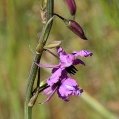 Arthropodium fimbriatum (Nodding Chocolate Lily) at Belconnen, ACT - 6 Nov 2016 by AlisonMilton