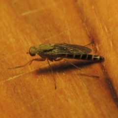 Neodialineura nitens (Stiletto fly) at Conder, ACT - 26 Nov 2016 by michaelb