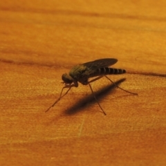 Neodialineura nitens at Conder, ACT - 26 Nov 2016 05:31 PM