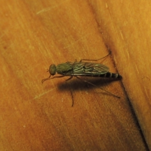 Neodialineura nitens at Conder, ACT - 26 Nov 2016 05:31 PM