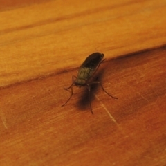 Neodialineura nitens at Conder, ACT - 26 Nov 2016 05:31 PM