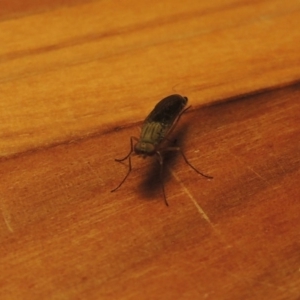 Neodialineura nitens at Conder, ACT - 26 Nov 2016 05:31 PM