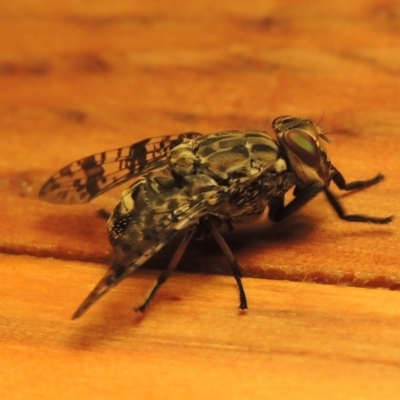 Euprosopia sp. (genus) (Signal fly) at Conder, ACT - 26 Nov 2016 by michaelb