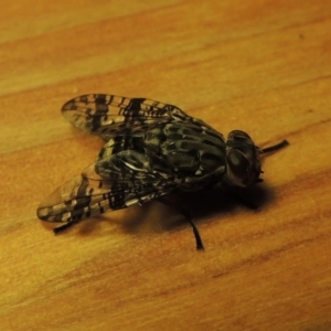 Euprosopia sp. (genus) at Conder, ACT - 26 Nov 2016 09:20 PM