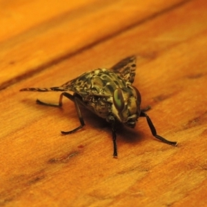 Euprosopia sp. (genus) at Conder, ACT - 26 Nov 2016