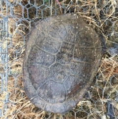 Chelodina longicollis (Eastern Long-necked Turtle) at Gungahlin, ACT - 14 Dec 2016 by CedricBear