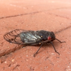 Psaltoda moerens (Redeye cicada) at Bruce, ACT - 14 Dec 2016 by annamacdonald