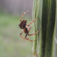 Socca pustulosa (Knobbled Orbweaver) at Pollinator-friendly garden Conder - 28 Nov 2016 by michaelb