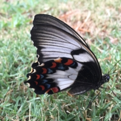 Papilio aegeus (Orchard Swallowtail, Large Citrus Butterfly) at Forde, ACT - 15 Dec 2016 by CedricBear