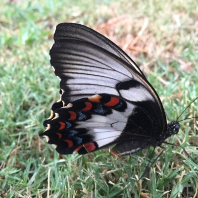 Papilio aegeus (Orchard Swallowtail, Large Citrus Butterfly) at Forde, ACT - 14 Dec 2016 by CedricBear