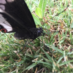 Papilio aegeus at Forde, ACT - 15 Dec 2016