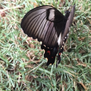 Papilio aegeus at Forde, ACT - 15 Dec 2016 07:03 AM