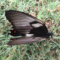 Papilio aegeus at Forde, ACT - 15 Dec 2016 07:03 AM