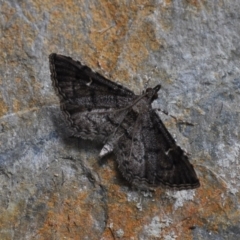 Metasia capnochroa (Smokey Metasia Moth) at Barragga Bay, NSW - 11 Nov 1916 by steve.williams@ecodev.vic.gov.au