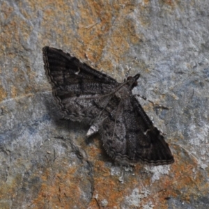 Metasia capnochroa at Barragga Bay, NSW - 11 Nov 1916 12:00 AM