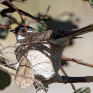 Rhipidura albiscapa at Gordon, ACT - 7 Dec 2016 08:30 AM