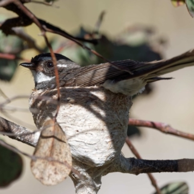 Rhipidura albiscapa (Grey Fantail) at Gordon, ACT - 6 Dec 2016 by KenT