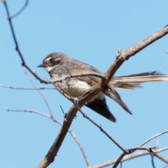 Rhipidura albiscapa at Gordon, ACT - 7 Dec 2016 08:30 AM