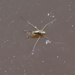 Gerridae (family) (Unidentified water strider) at Paddys River, ACT - 6 Dec 2016 by KenT