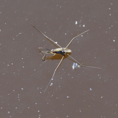 Gerridae (family) (Unidentified water strider) at Paddys River, ACT - 6 Dec 2016 by KenT