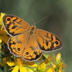 Heteronympha merope at Paddys River, ACT - 7 Dec 2016 09:10 AM