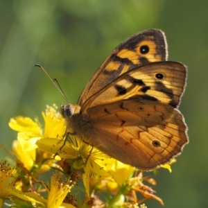 Heteronympha merope at Paddys River, ACT - 7 Dec 2016 09:10 AM