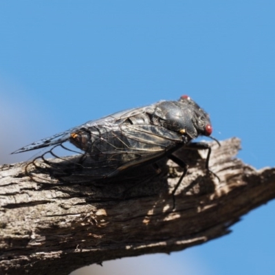 Psaltoda moerens (Redeye cicada) at Paddys River, ACT - 6 Dec 2016 by KenT