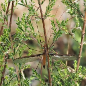 Leptotarsus (Leptotarsus) sp.(genus) at Paddys River, ACT - 7 Dec 2016 09:20 AM