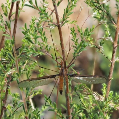 Leptotarsus (Leptotarsus) sp.(genus) (A Crane Fly) at Paddys River, ACT - 7 Dec 2016 by KenT