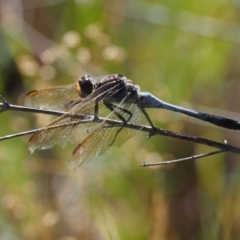 Orthetrum caledonicum (Blue Skimmer) at Paddys River, ACT - 7 Dec 2016 by KenT