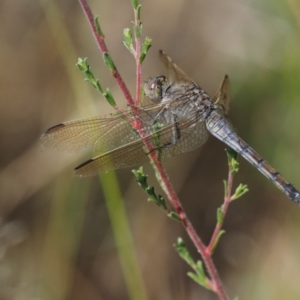 Orthetrum caledonicum at Paddys River, ACT - 7 Dec 2016 09:27 AM