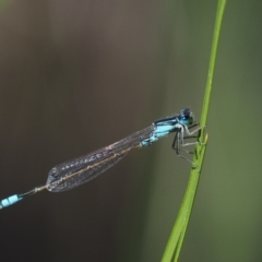 Ischnura heterosticta (Common Bluetail Damselfly) at Paddys River, ACT - 7 Dec 2016 by KenT