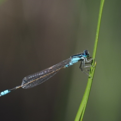 Ischnura heterosticta (Common Bluetail Damselfly) at Paddys River, ACT - 6 Dec 2016 by KenT
