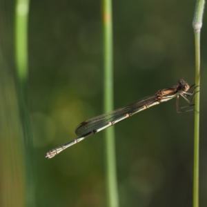 Austrolestes analis at Paddys River, ACT - 7 Dec 2016