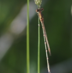 Austrolestes analis at Paddys River, ACT - 7 Dec 2016 09:24 AM