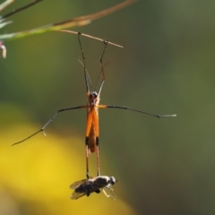 Harpobittacus australis (Hangingfly) at Paddys River, ACT - 6 Dec 2016 by KenT