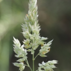 Holcus lanatus (Yorkshire Fog) at Paddys River, ACT - 7 Dec 2016 by KenT