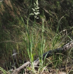 Holcus lanatus at Paddys River, ACT - 7 Dec 2016