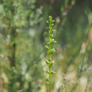 Microtis sp. at Paddys River, ACT - 7 Dec 2016