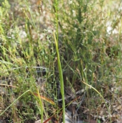 Microtis sp. at Paddys River, ACT - 7 Dec 2016