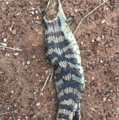 Tiliqua scincoides scincoides (Eastern Blue-tongue) at Watson, ACT - 15 Dec 2016 by AaronClausen