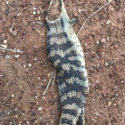 Tiliqua scincoides scincoides (Eastern Blue-tongue) at Watson, ACT - 15 Dec 2016 by AaronClausen