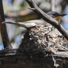 Myiagra rubecula (Leaden Flycatcher) at Kambah, ACT - 11 Dec 2016 by JohnBundock