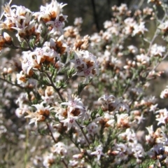 Cryptandra speciosa subsp. speciosa (Silky Cryptandra) at Mount Taylor - 9 Sep 2012 by MatthewFrawley