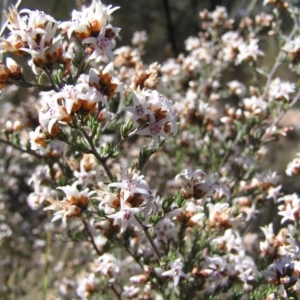 Cryptandra speciosa subsp. speciosa at Pearce, ACT - 9 Sep 2012 02:25 PM