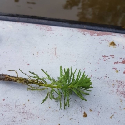 Myriophyllum aquaticum (Parrots Feather) at Googong, NSW - 14 Dec 2016 by ACT Parks - Invasive Plants Team