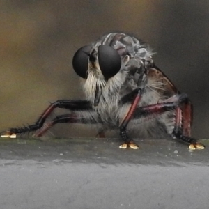 Neoaratus hercules at Acton, ACT - 13 Dec 2016 03:25 PM