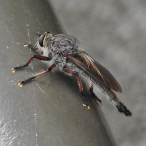 Neoaratus hercules at Acton, ACT - 13 Dec 2016 03:25 PM