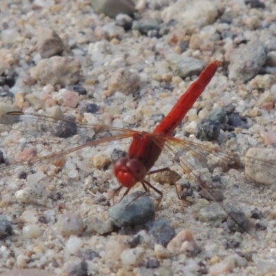 Diplacodes haematodes (Scarlet Percher) at Point Hut to Tharwa - 30 Nov 2016 by MichaelBedingfield